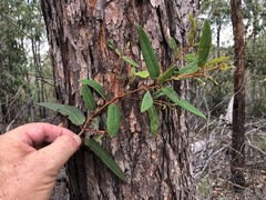 Eucalyptus helidonica