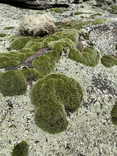 Grimmia laevigata
