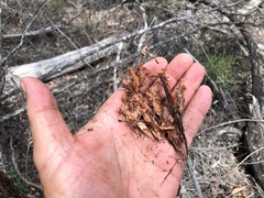 Eucalyptus helidonica