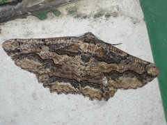 Menophra japygiaria