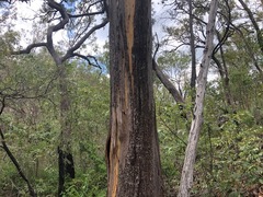 Eucalyptus major