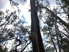 Eucalyptus major