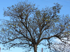 Columbina talpacoti