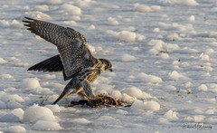 Falco peregrinus