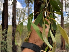 Eucalyptus taurina