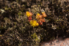 Sedum annuum