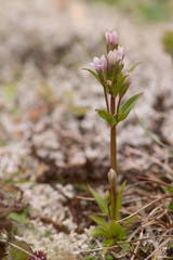 Gentianella aurea