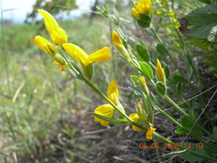 Genista humifusa