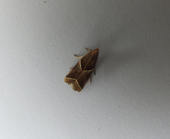 Nyctegretis lineana