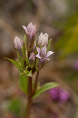 Gentianella aurea