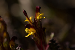Pedicularis flammea
