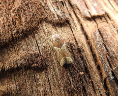 Nyctegretis lineana