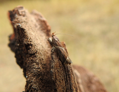 Nyctegretis lineana