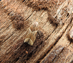 Nyctegretis lineana