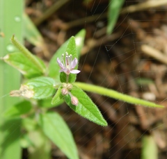 Cleome monophylla
