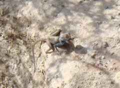 Pseudotrapelus sinaitus