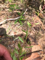 Grevillea quadricauda