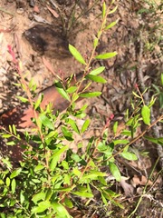 Grevillea quadricauda