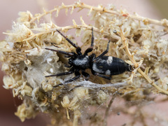 Aphantaulax trifasciata