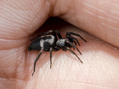 Aphantaulax trifasciata