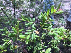 Grevillea quadricauda