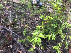 Grevillea quadricauda
