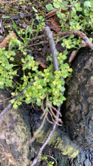 Chrysosplenium oppositifolium