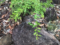 Grevillea quadricauda