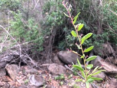 Grevillea quadricauda