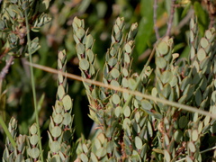 Pimelea axiflora alpina