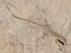 Acanthodactylus