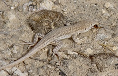 Acanthodactylus