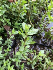 Hygrophila polysperma