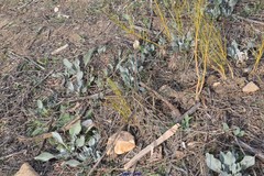 Cynoglossum cheirifolium