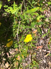Hibbertia monticola