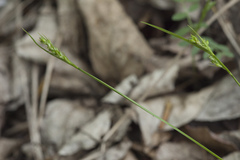 Carex breviculmis breviculmis