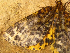Arichanna melanaria