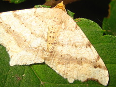 Macaria shanghaisaria