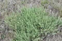 Calocephalus lacteus