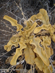 Verbascum petrae