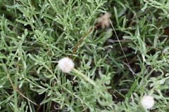 Calocephalus lacteus