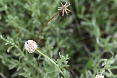 Calocephalus lacteus