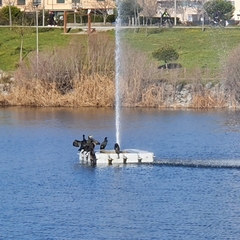 Phalacrocorax carbo