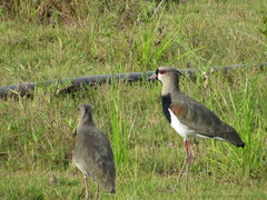 Vanellus chilensis