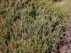 Pimelea axiflora alpina
