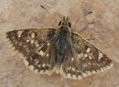 Muschampia proteides