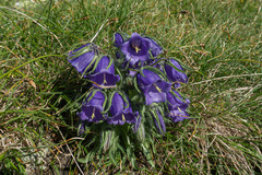 Campanula alpina