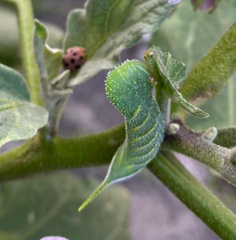 Marumba sperchius
