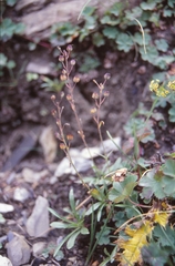 Veronica schistosa