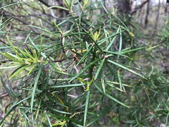 Lysicarpus angustifolius